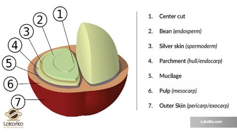 دانه قهوه خام
