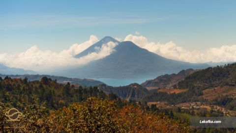 دانه قهوه خام